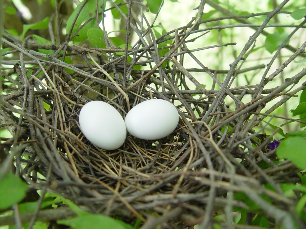 Daily Photographic Study of the Australian Native Top Notch&nbsp;Pigeon