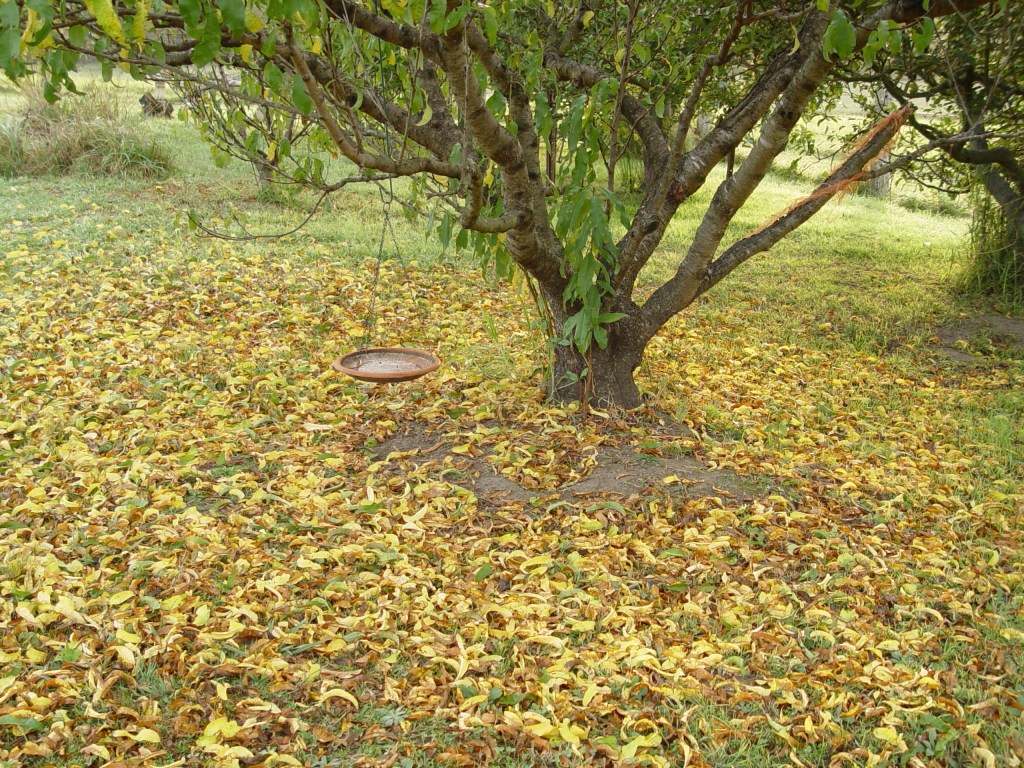 Deepest Autumn Blessings for the New&nbsp;Year