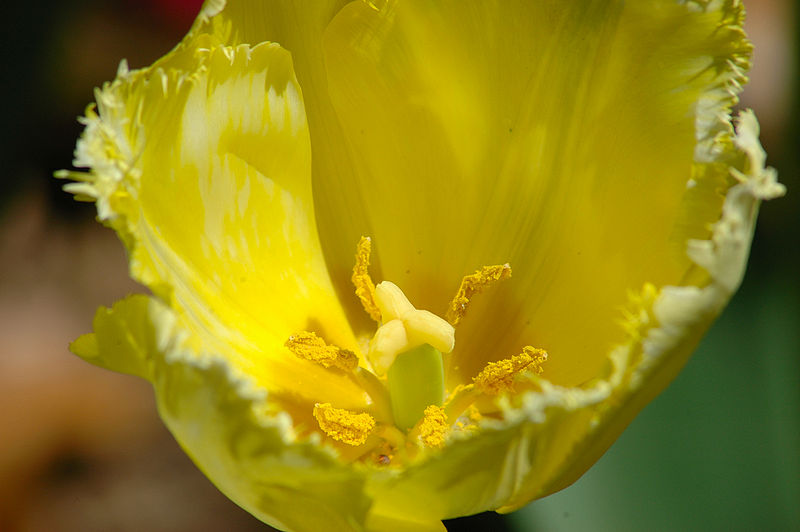 800px-Yellow_Flower
