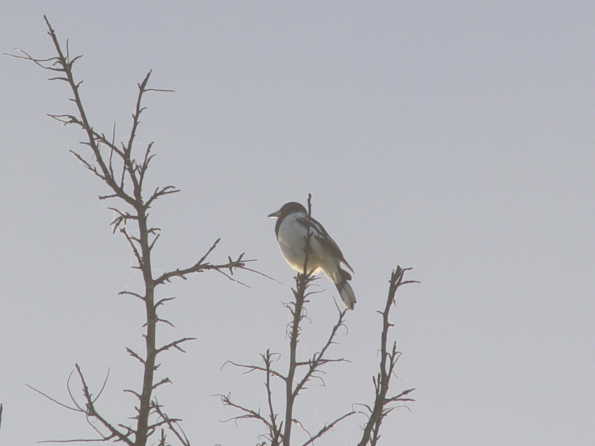 892789_10151590760467975_2070017435_o