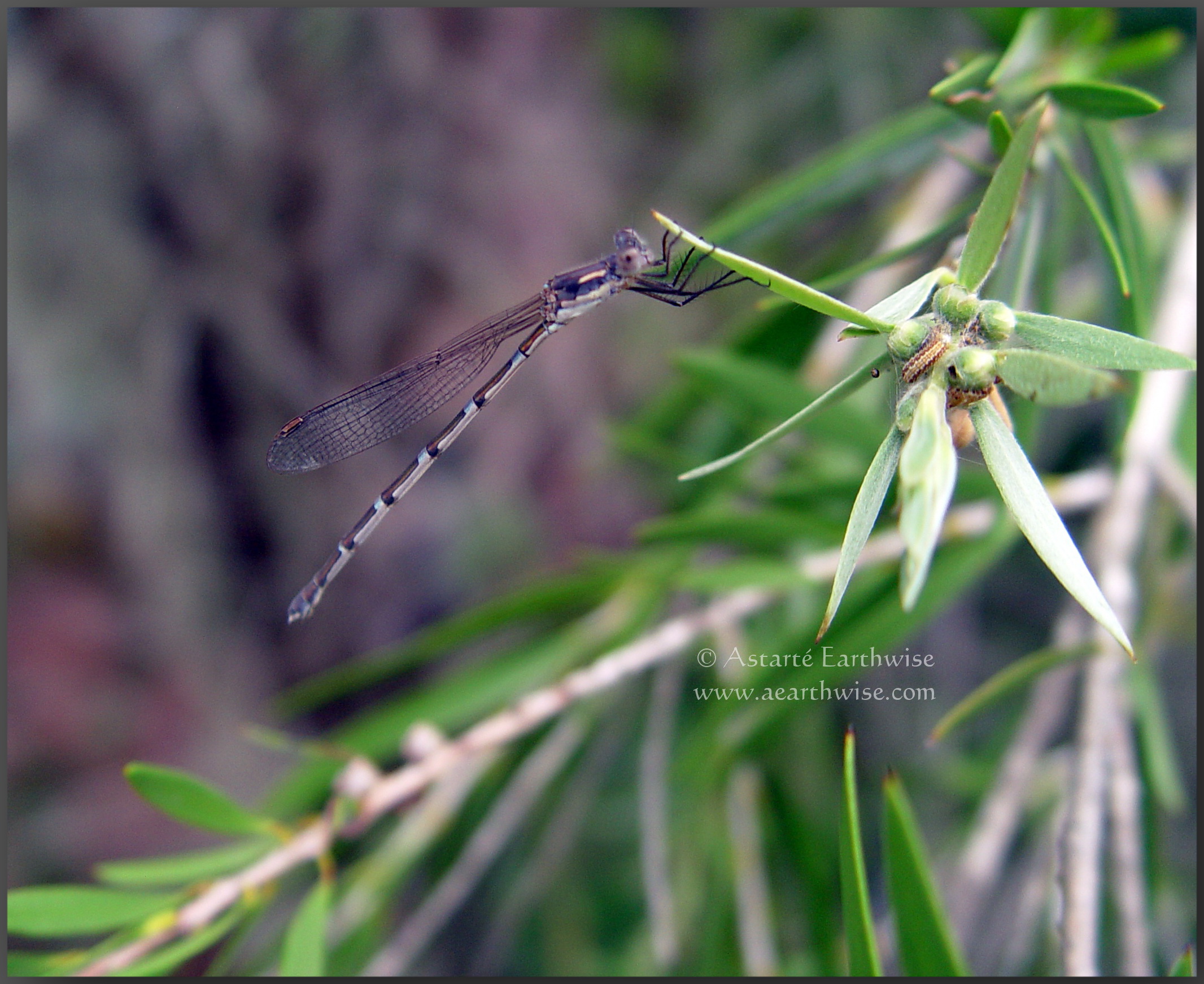 Captured Today….Dragonfly