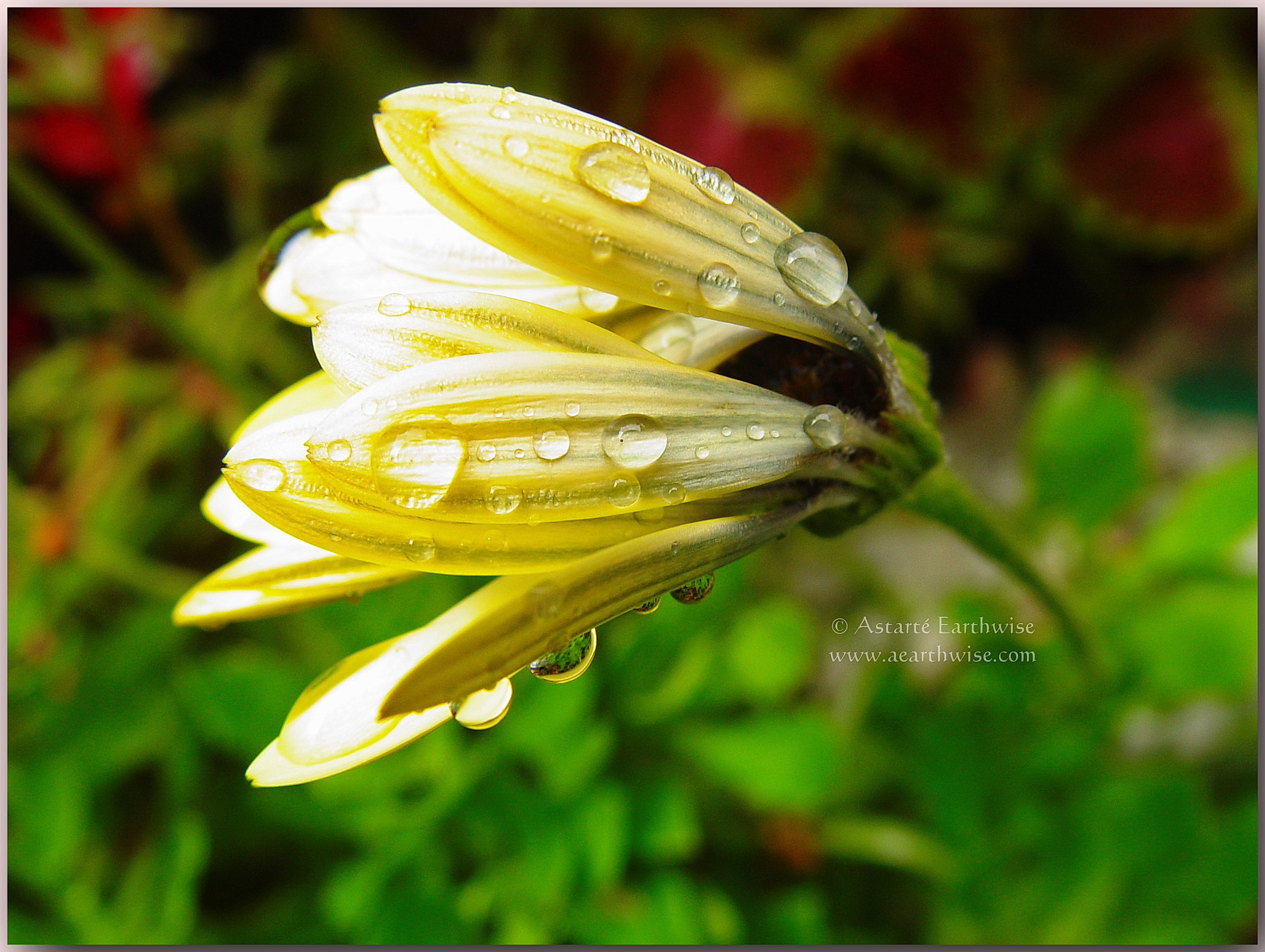 Autumn’s Remembrance Capture