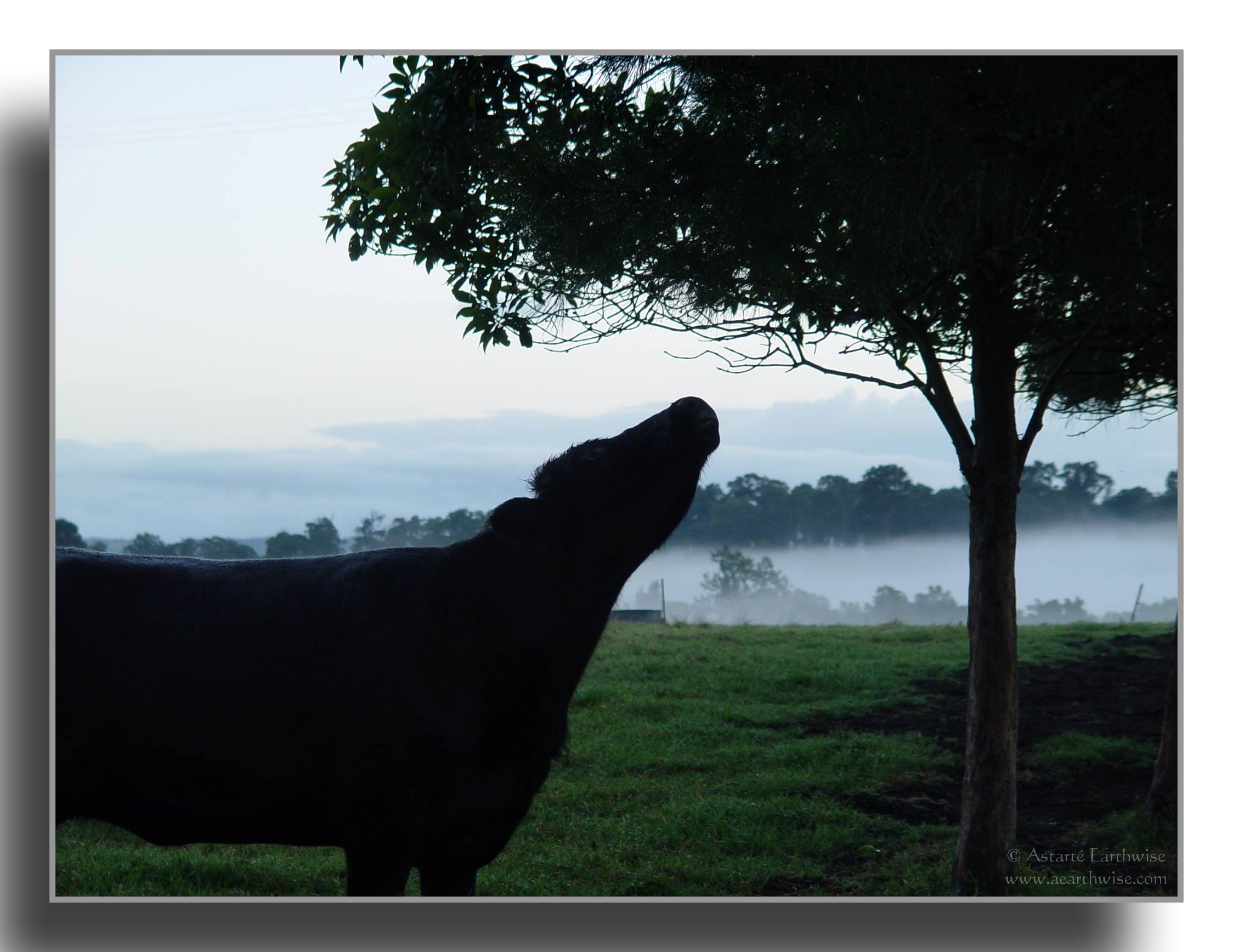 The Farmer
