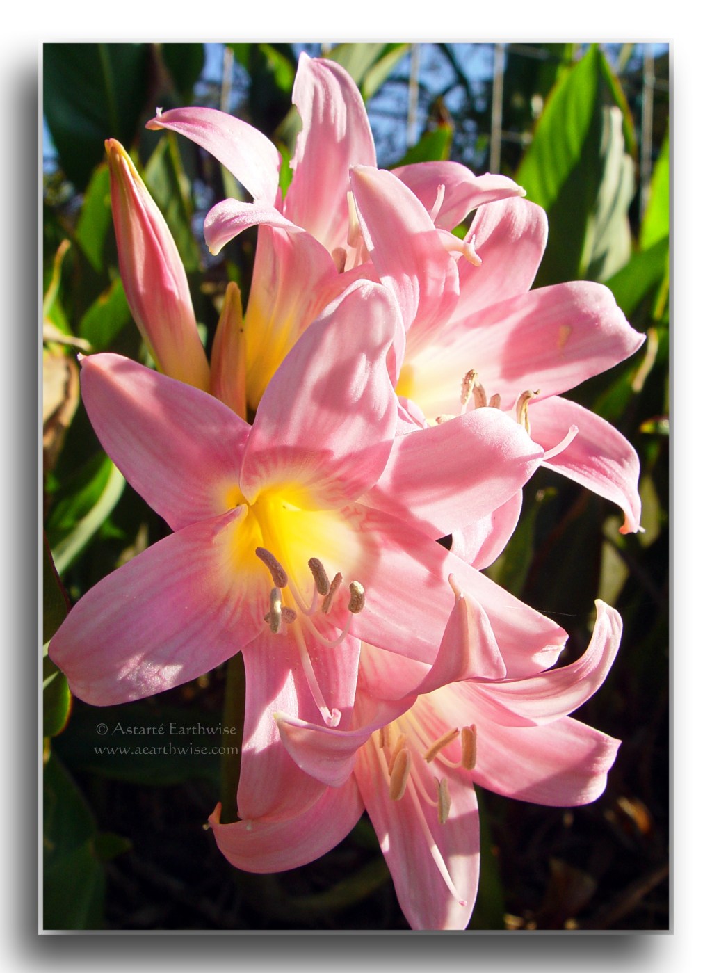 Belladonna Amaryllis