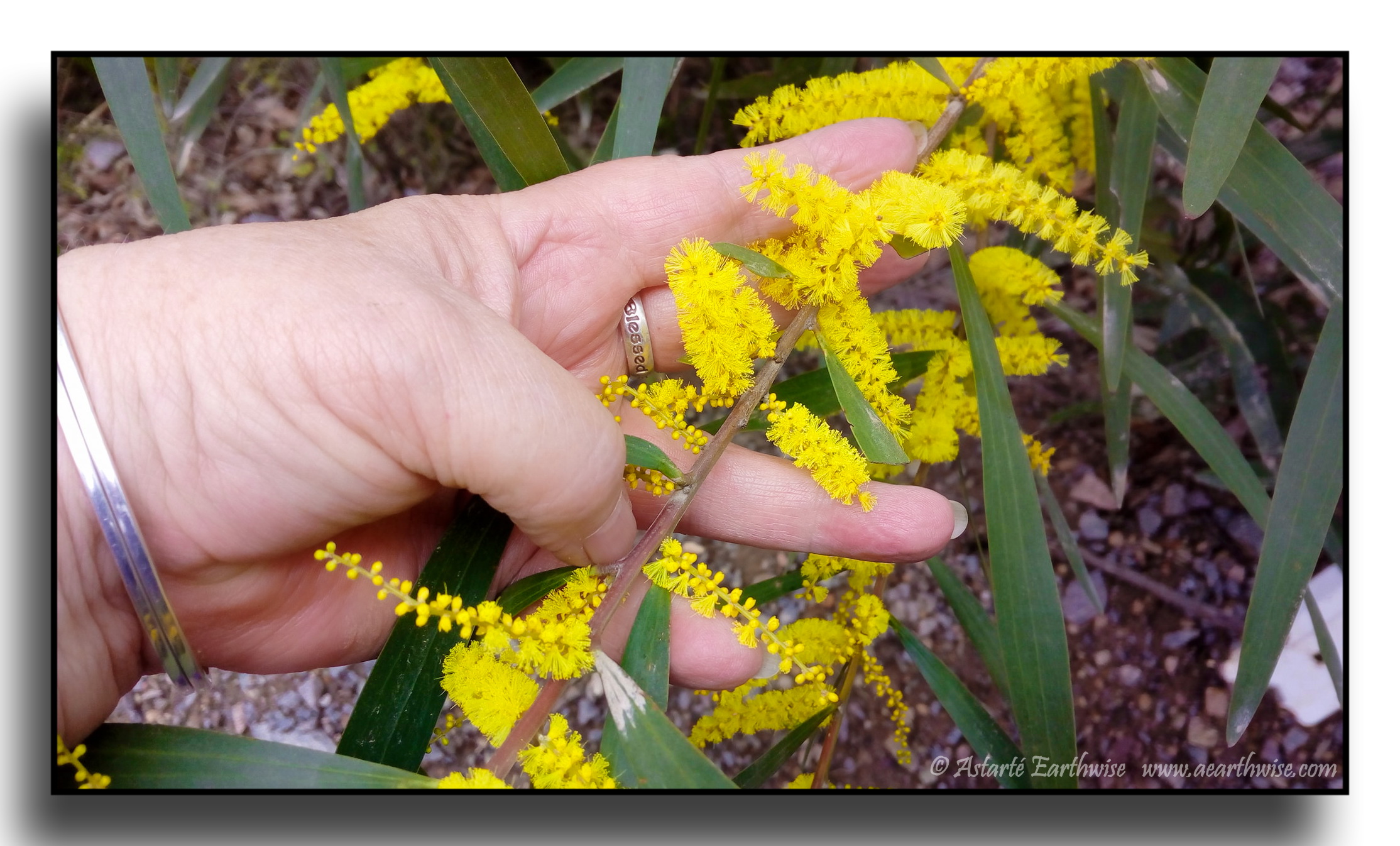 The Wattle King!