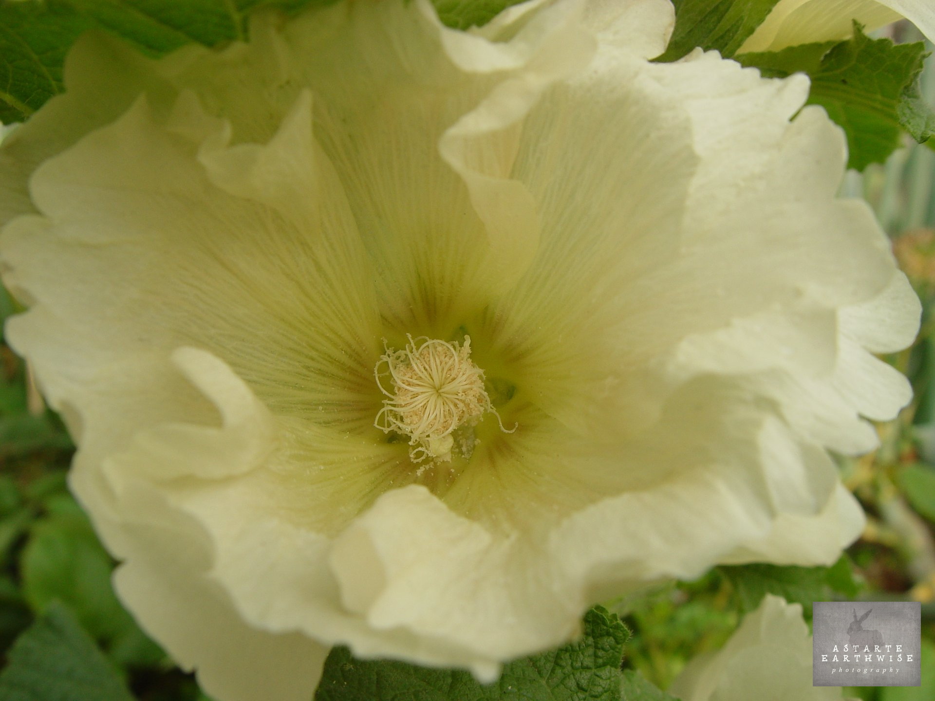 Hollyhock