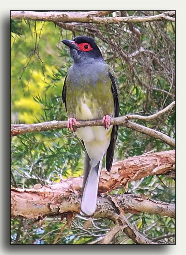 Australasian Figbird